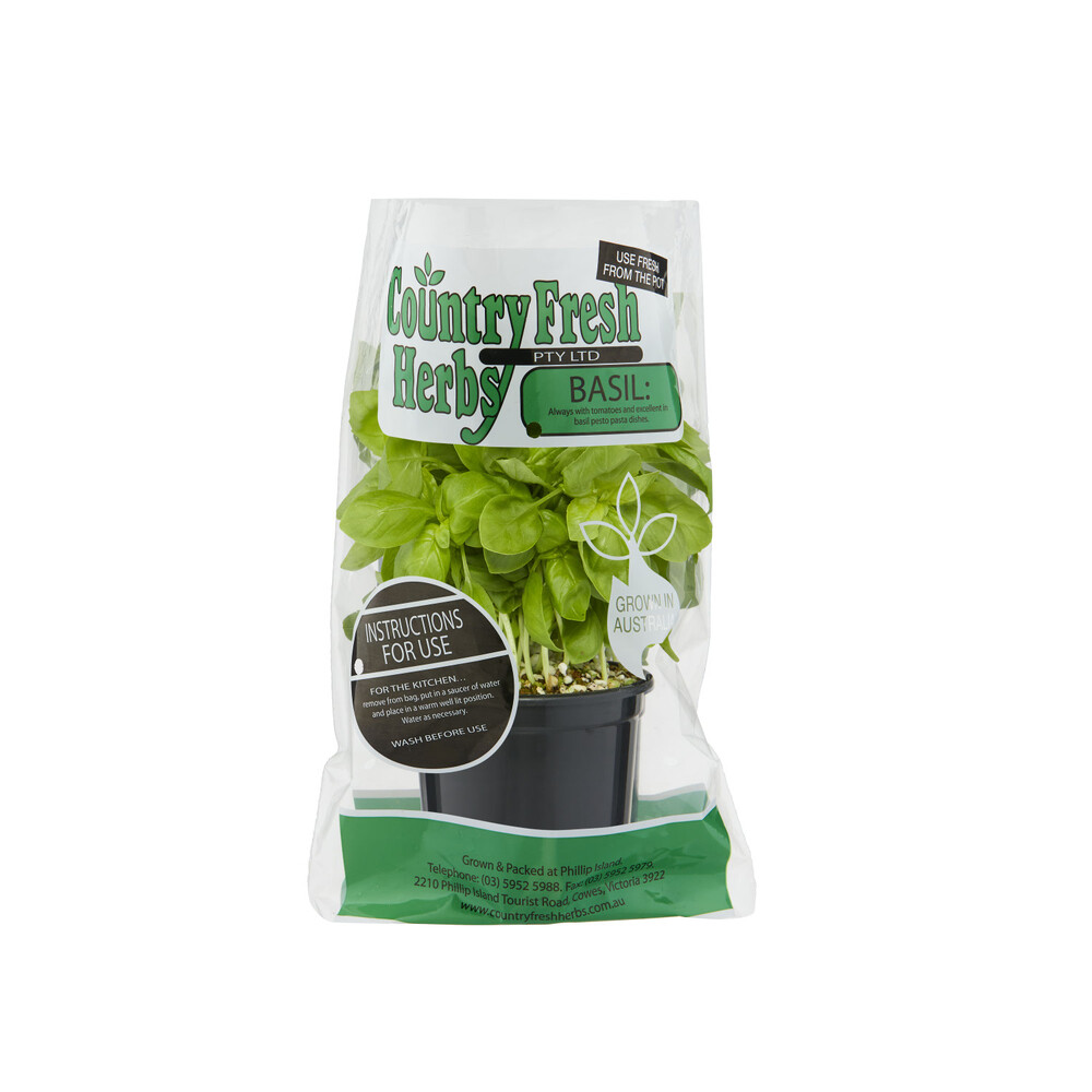 Buy Coles Country Fresh Potted Basil 1 each Coles
